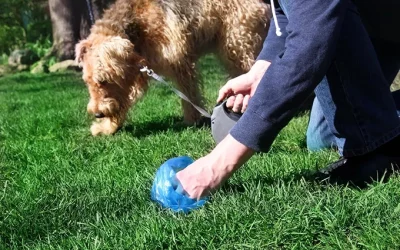 Cuando la caca de perros es un problema